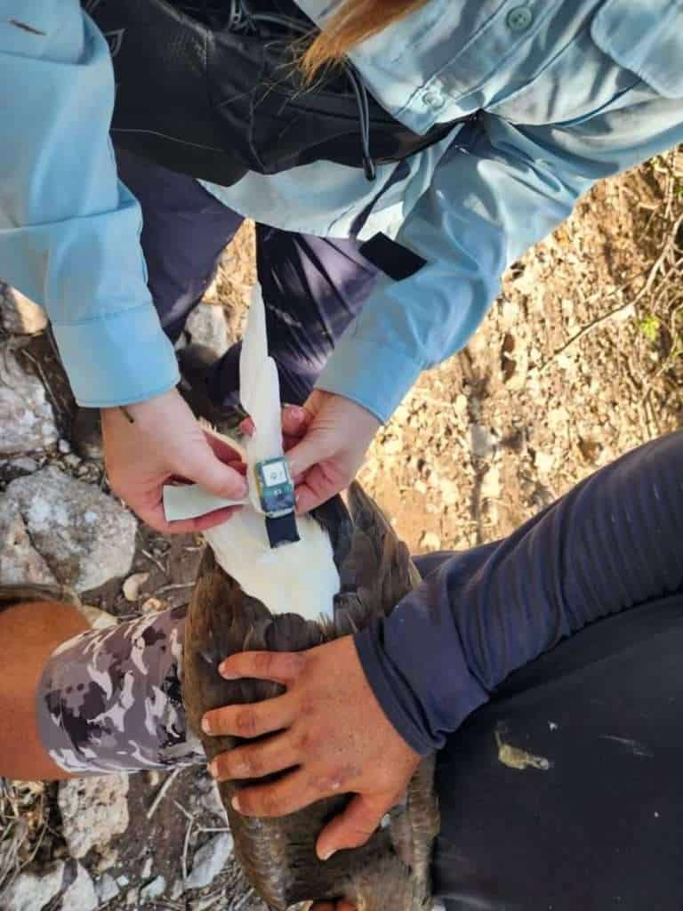 GPS-tracking Red-footed Boobies in Saint Vincent and the Grenadines